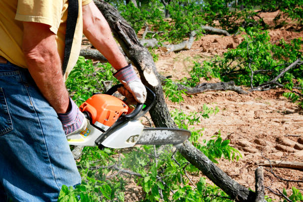 Residential Tree Removal in Harveys Lake, PA